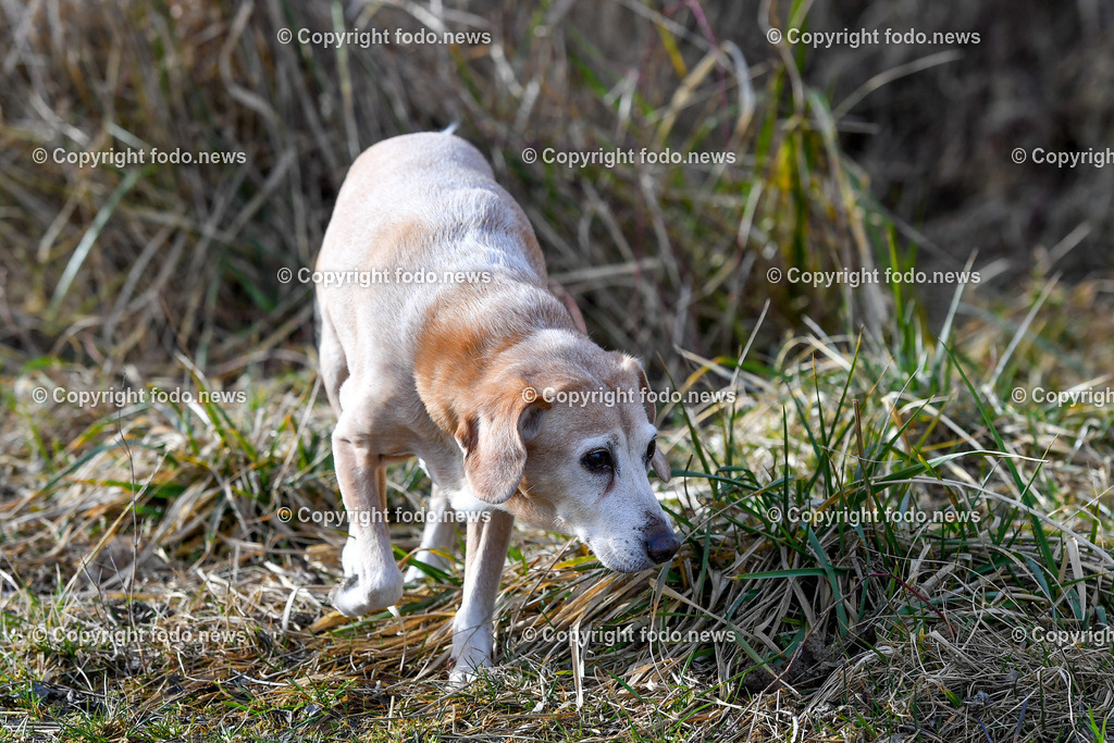 Hund_ Hunde_ Freilaufflaeche_ 20.02.2022-12 | 20.02.2022, Linz, AUT, Hund, Hunde, Themenbild, im Bild Hund, Hunde, spazieren, Freilaufzone, Spazierweg, Arrigo und Luigi