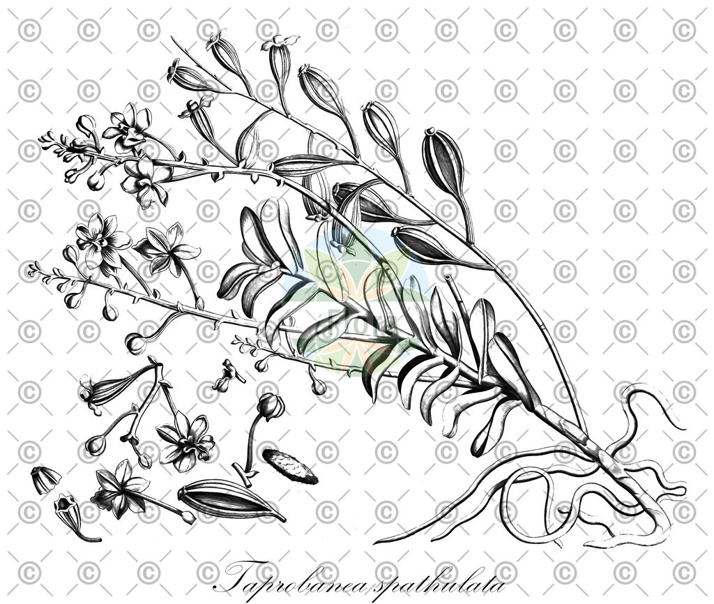 HistAbb_wfo-0000183619_1_ENZY_Simple | Historische Abbildung von Taprobanea spathulata - Orchidaceae | Historical Illustration of Taprobanea spathulata - Orchidaceae