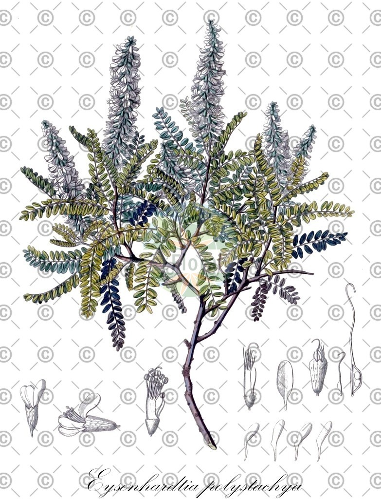 HistAbb_wfo-0001021614_1_ENZY_Simple | Historische Abbildung von Eysenhardtia polystachya - Fabaceae | Historical Illustration of Eysenhardtia polystachya - Fabaceae