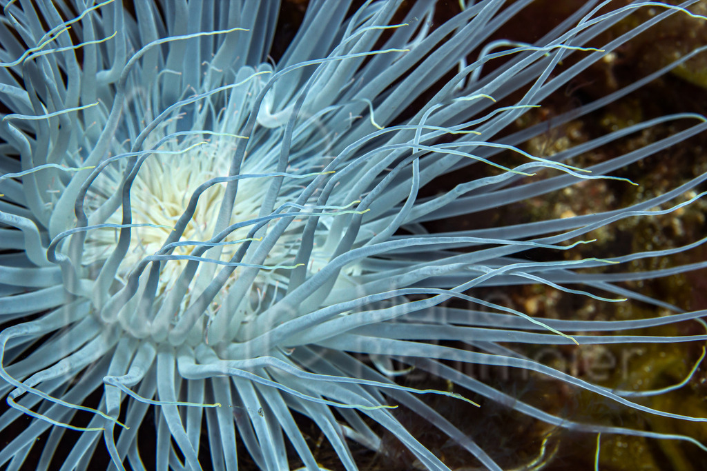 cerianthus membranaceus | DE: ZylinderroseEN: Cylinder anemoneES: Anémona tubo mediterráneaFR: Cérianthe de Méditerranée - Realisiert mit Pictrs.com