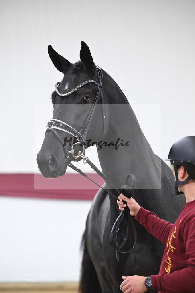 Kat-Nr. 51 Fuerst Samarant x De Niro_Mathieu Beckmann_47251899 | hf-fotografie - Realisiert mit Pictrs.com