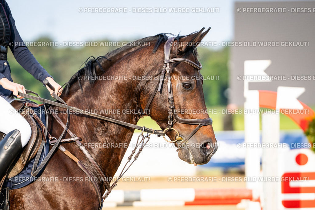 DSC01870 | Pferdegrafie