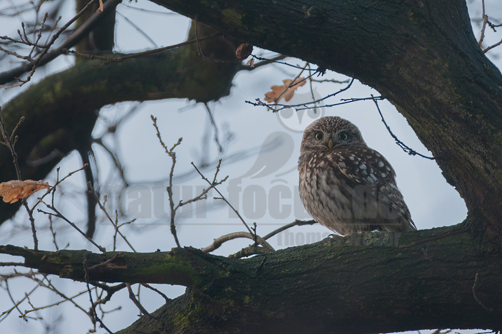 20080322_06505716368 | Der Steinkauz (Athene noctua) ist eine kleine, kurzschwänzige Eulenart aus der Familie der Eigentlichen Eulen (Strigidae). Das Verbreitungsgebiet des Steinkauzes erstreckt sich über Eurasien und Nordafrika. Er ist ein charakteristischer Bewohner der Baumsteppe mit spärlicher oder niedriger Vegetation und jagt bevorzugt auf dem Boden. - Realisiert mit Pictrs.com