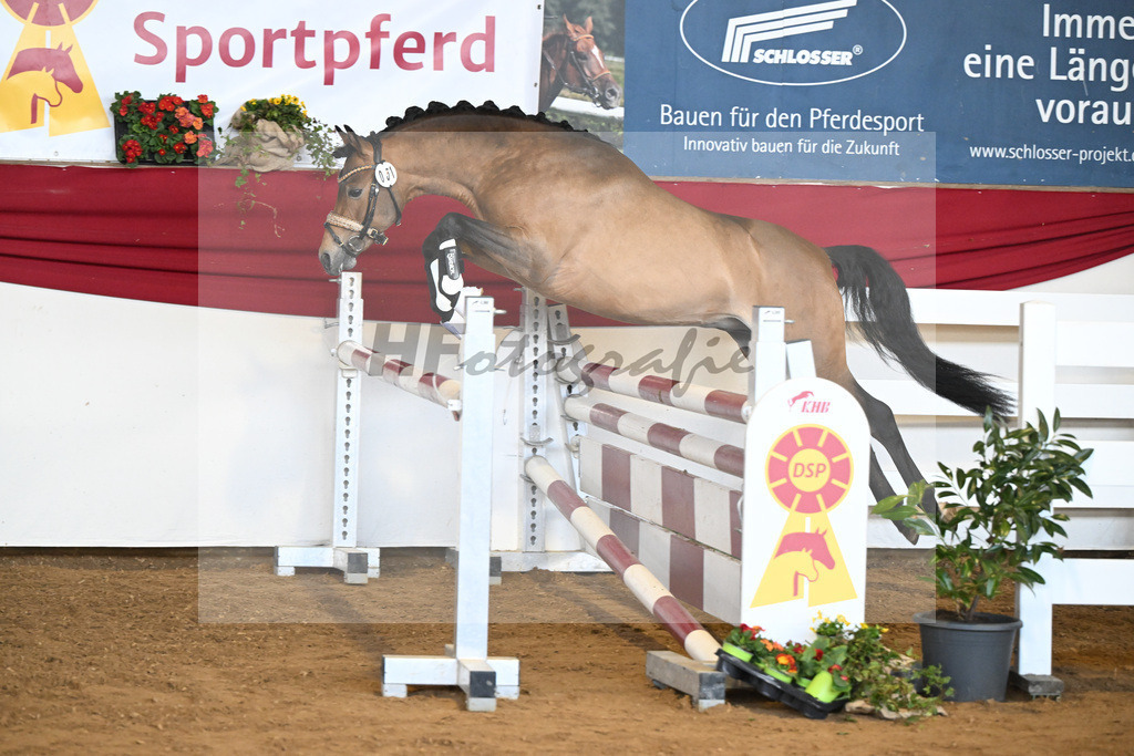 Kat-Nr. 51 Crown Decadence VR v. Hesselteichs Golden Dream_van der Raadt_16250567 | hf-fotografie - Realisiert mit Pictrs.com