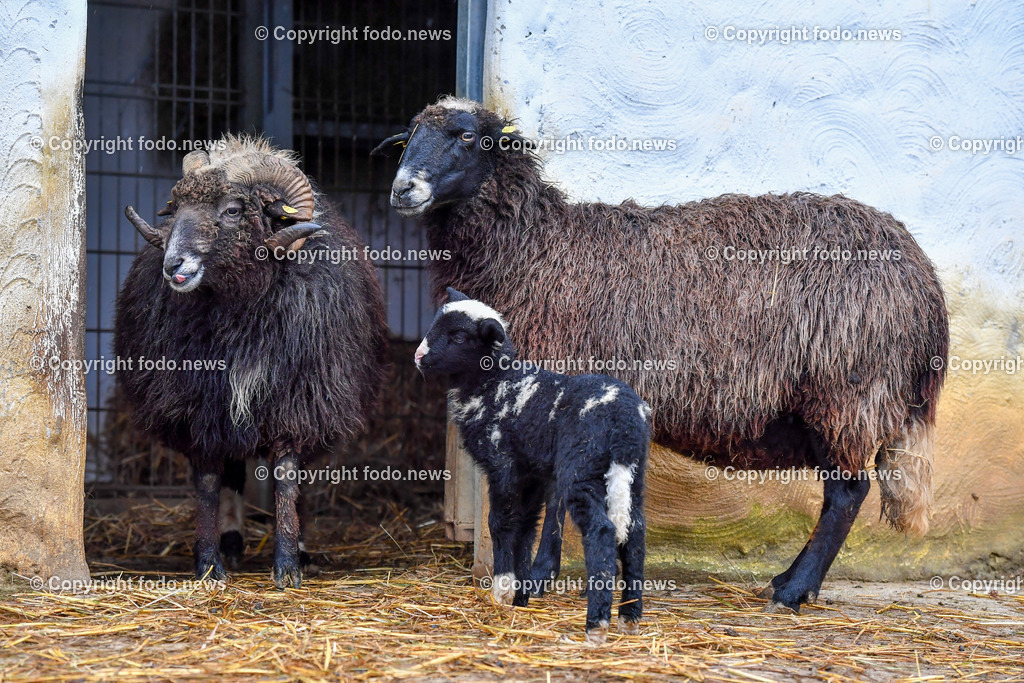 Zoo Linz_ 22.11.2022-27 | 22.11.2022, Zoo Linz, AUT, Schafe, Ziegen, roter Panda, im Bild Muehlviertler Waldschaf