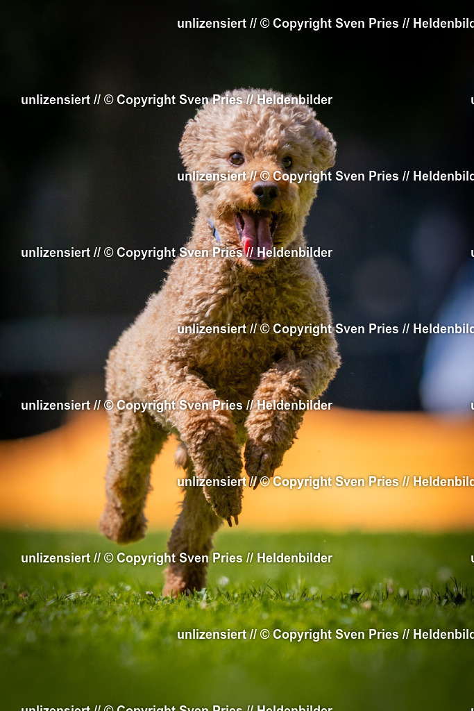 Sven Pries | 2025-08-10 - Hunderennen Durlach - Realisiert mit Pictrs.com