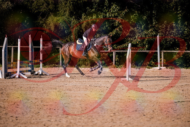 2026_10_03_Siefer-Hof_160008_Z81_80692135 | Professionelle Reitsport-, Turnier- und Eventfotografie von Robert Broda. Galerien mit ausgewählten und bearbeiteten Bildern direkt online ansehen und bestellen.