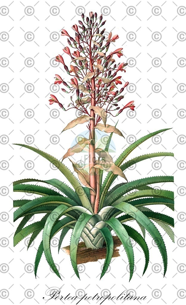 HistAbb_wfo-0000281140_1_ENZY_Simple | Historische Abbildung von Portea petropolitana - Bromeliaceae | Historical Illustration of Portea petropolitana - Bromeliaceae
