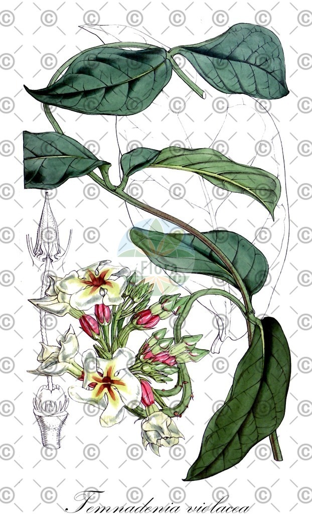 HistAbb_wfo-0000194892_1_ENZY_Simple | Historische Abbildung von Temnadenia violacea - Apocynaceae | Historical Illustration of Temnadenia violacea - Apocynaceae