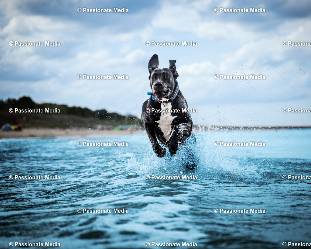 _DSC4614 (1) | Passionate Media, dein Fotograf aus Brandenburg, Märkisch Oderland, im Bereich Motorsport, Autos und Motorräder sowie Events und auch Hunde. Shootings oder auch Eventbegleitungen können bei mir gebucht we