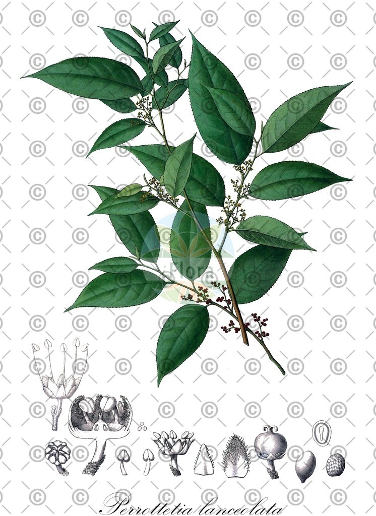 HistAbb_wfo-0000488066_1_ENZY_Simple | Historische Abbildung von Perrottetia lanceolata - Dipentodontaceae | Historical Illustration of Perrottetia lanceolata - Dipentodontaceae