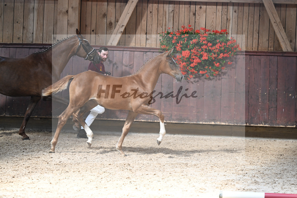 Kat-Nr. 5 Arezzo Man x Conte Cassini_SF_Kraemer_25250548 | hf-fotografie - Realisiert mit Pictrs.com
