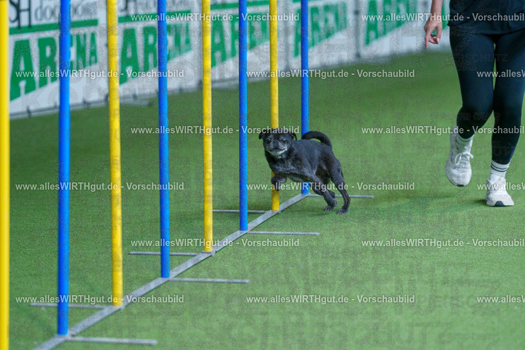 @allesWIRTHgut_Tierfotografie - www.allesWIRTHgut.de - 2604261001-7R508260 | Professionelle Tierfotografie in Mönchengladbach von Daniel Wirth (allesWIRTHgut). Liebevolle & natürliche Bilder von Hunden & Katzen für unvergessliche Erinnerungen.
