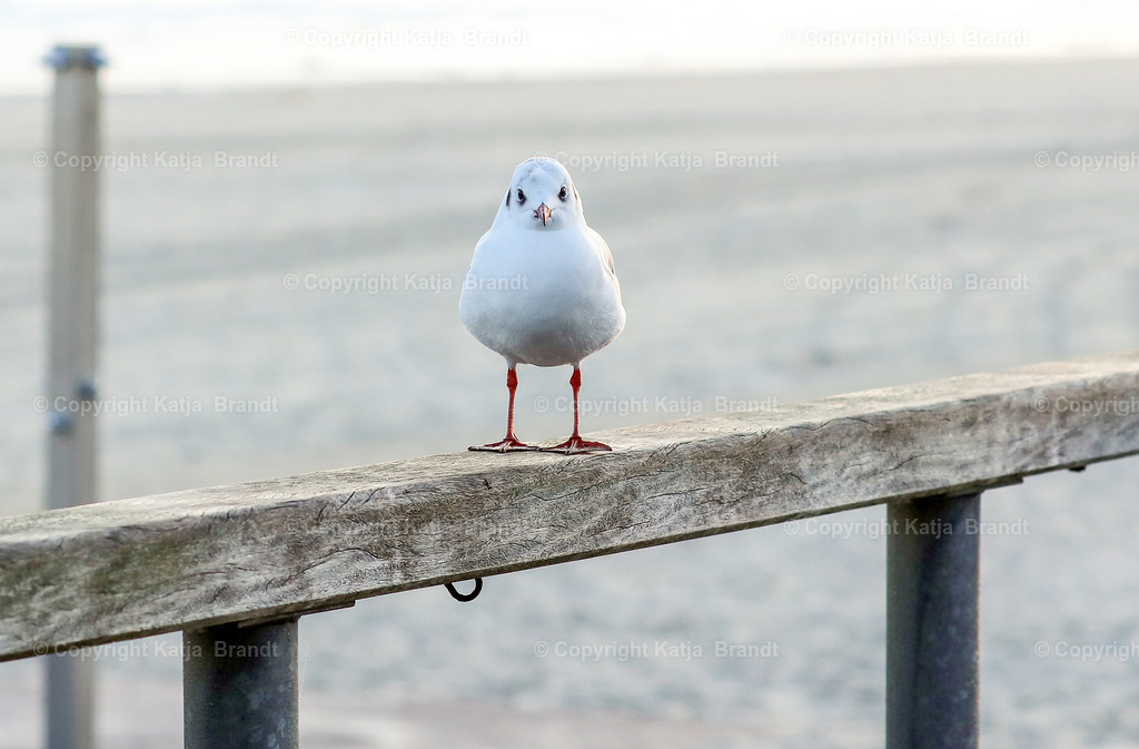 J-Möwe2A5A1088 | Katja Brandt 