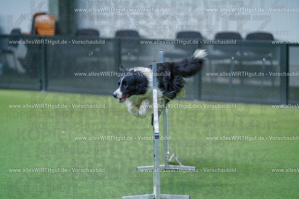 @allesWIRTHgut_Tierfotografie - www.allesWIRTHgut.de - 2604261531-7R505884 | Professionelle Tierfotografie in Mönchengladbach von Daniel Wirth (allesWIRTHgut). Liebevolle & natürliche Bilder von Hunden & Katzen für unvergessliche Erinnerungen.