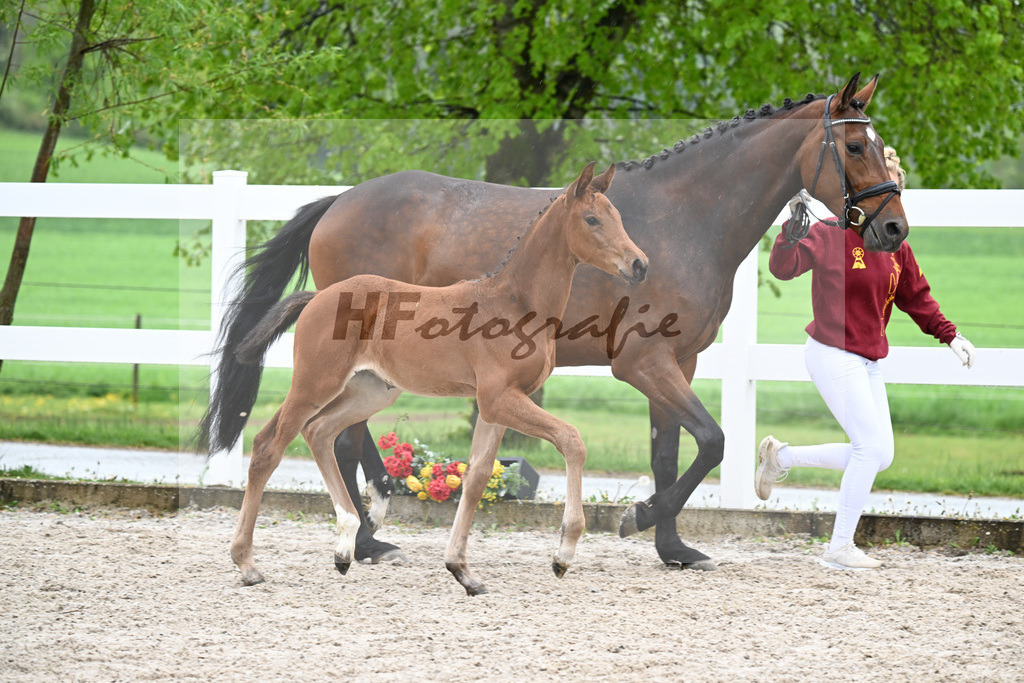 Kat-Nr. 41 SF Comanchero x Zinedream_Wanner_23261426 | hf-fotografie - Realisiert mit Pictrs.com