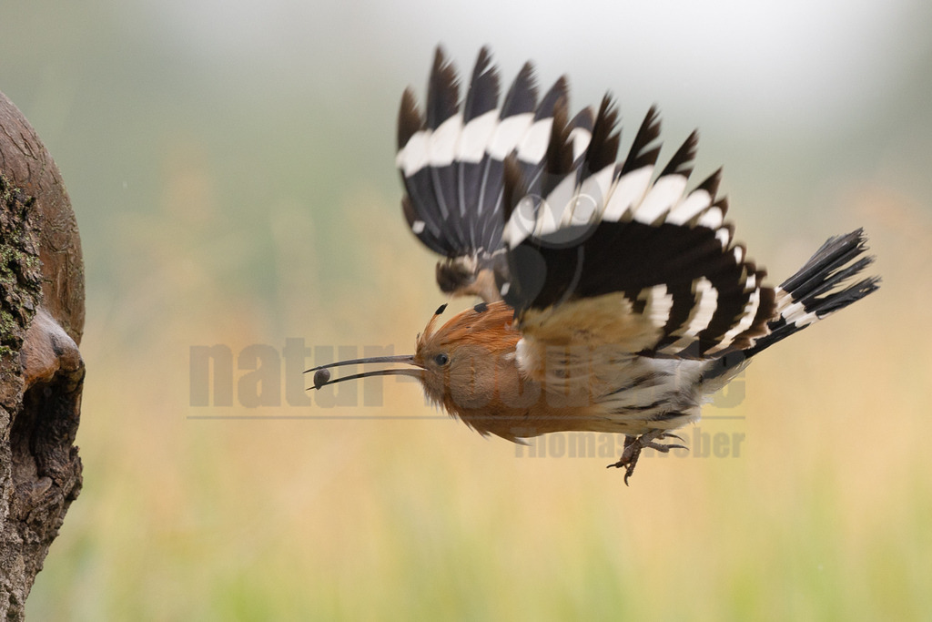 R5NF3817_20240530 | Der Bildershop von www.natur-focus.de bietet ihnen den einfachen Kauf von Bildmaterial per Download aus allen Bereichen der Natur. In den Galerien finden sie Landschaftsfotos, Tierbilder und natürlich auf Pflanzenfotos. - Realisiert mit Pictrs.com