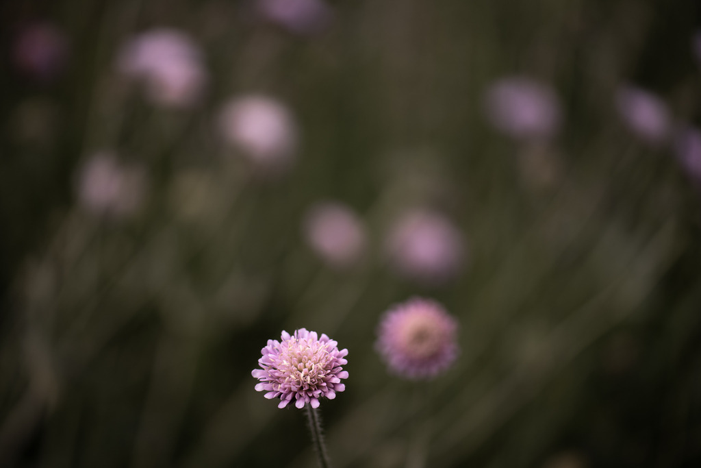 Skabiose | Makroaufnahme mit Nikon ZF, AF-S Micro Nikkor 105mm f2.8