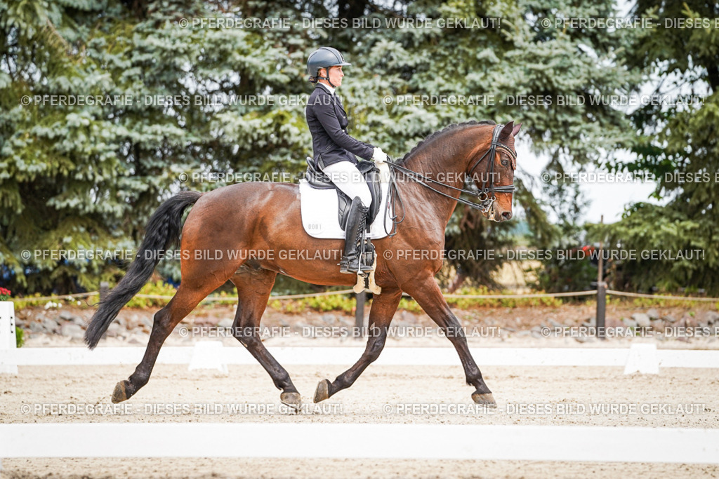 DSC04841 | Pferdegrafie