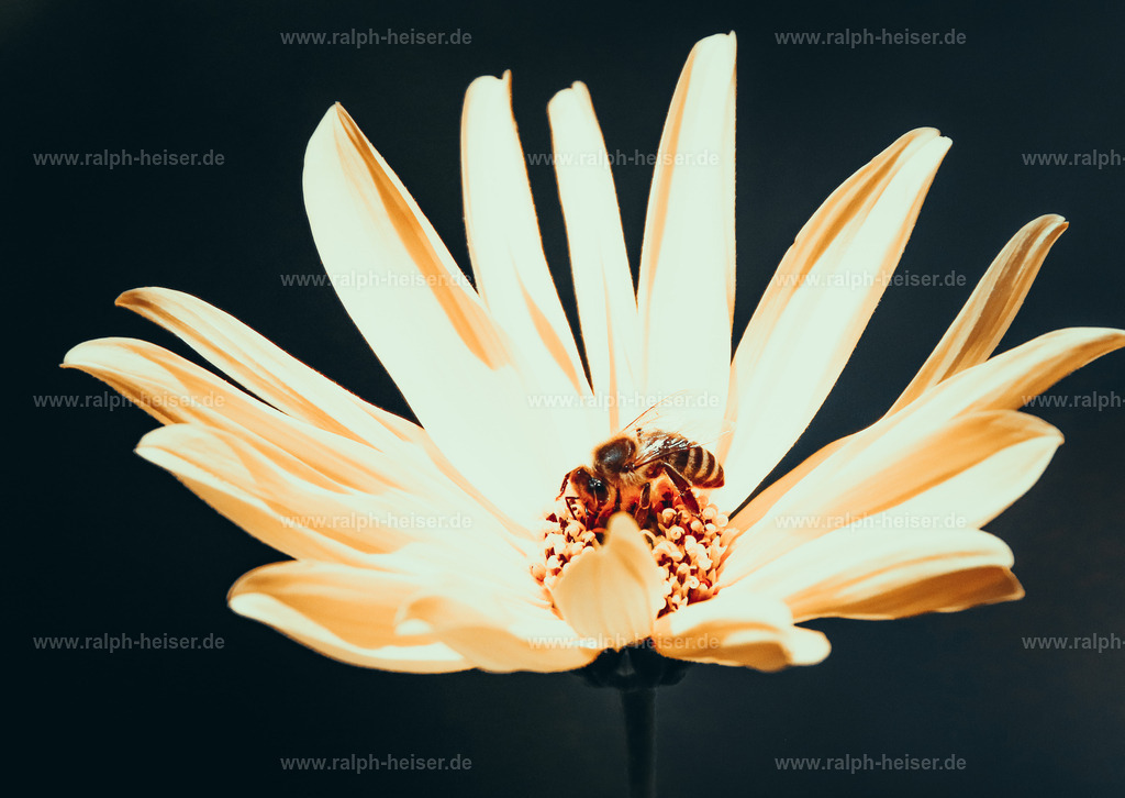 _56A9063_02 | Wandbilder, Bilder, Fotograf in Marburg, Tierbilder, Wandfotos, Bilder Shop, Günstige Bilder, Schwarz-Weiß Bilder, Ralph Heiser