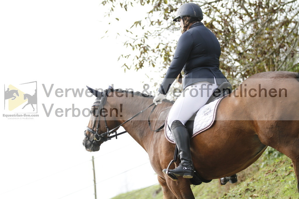 Klasse A 4jährige (17) | equestrian-live-com