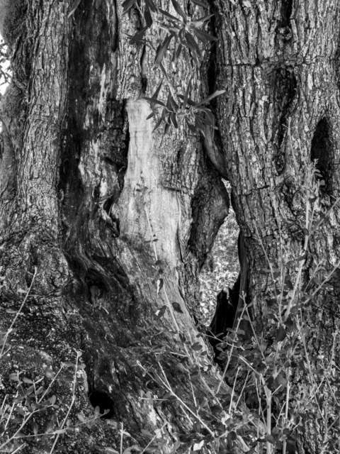 Olive Baum / Olea europaea, Olivia / Olive tree | Kreative Fotografie von Fotoloft-MaciejRusinek aus Frankfurt am Main. Große Motivauswahl in individuell ausgewählten Formaten auf unterschiedlichen Materialien. Bestellen bequem online.
Preise sind variable, je nach Material und Größe. 
 - Realisiert mit Pictrs.com