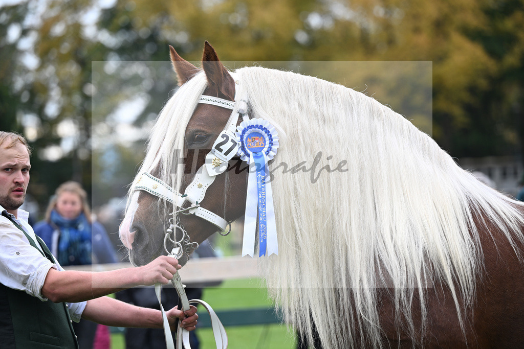 Kat-Nr. 27 Pannamera W v. Salieri S_Waldherr_41250746 | hf-fotografie - Realizzato con Pictrs.com