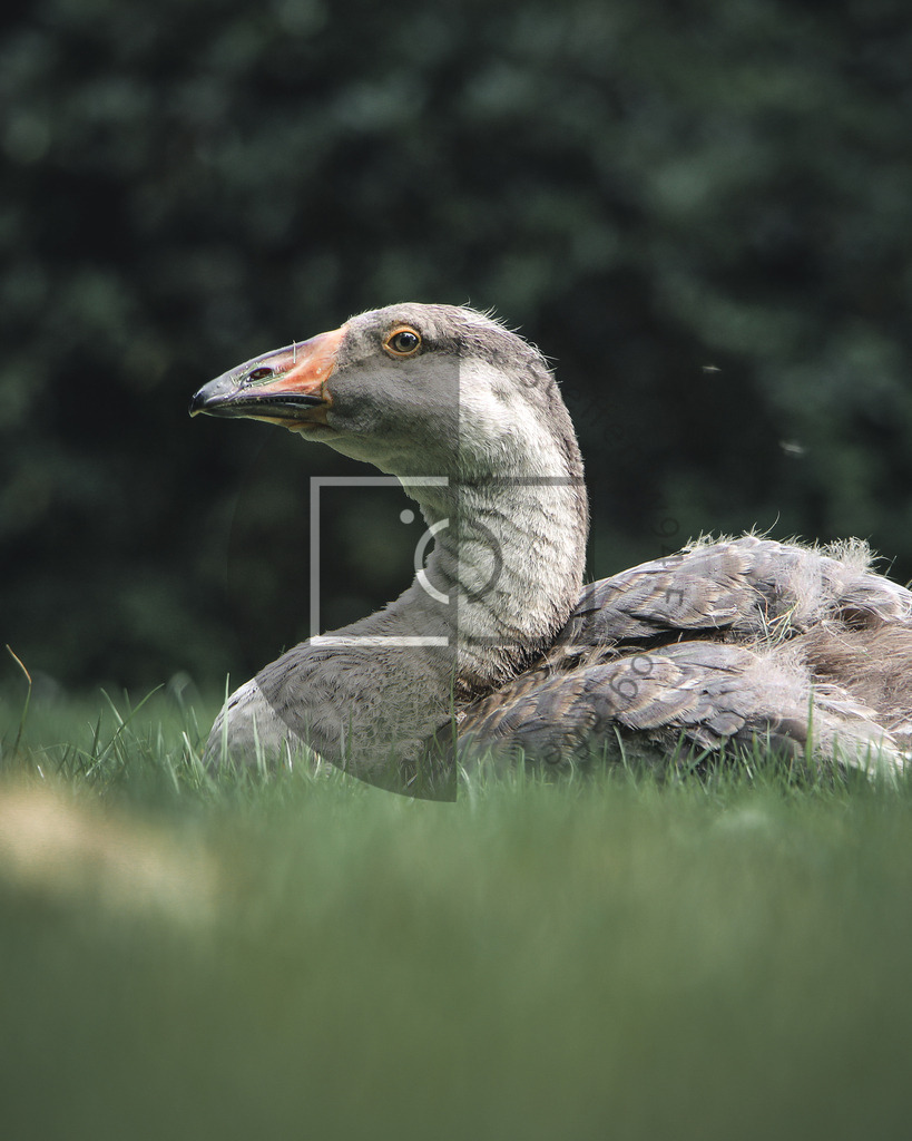 Wandbild Höckergans Jungtier braun | Ich bin Fotograf und auf meiner Webseite hast du die Möglichkeit meine fotografie als Wandbilder druckfertig für dein Zuhause zu bestellten. - Realisiert mit Pictrs.com