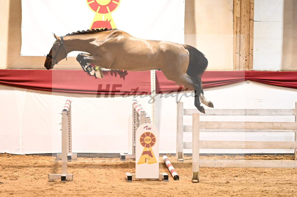 Kat-Nr. 42 Nixon v h Meulenhof x Dominator Z_Groetzner_43231253 | hf-fotografie - Realisiert mit Pictrs.com