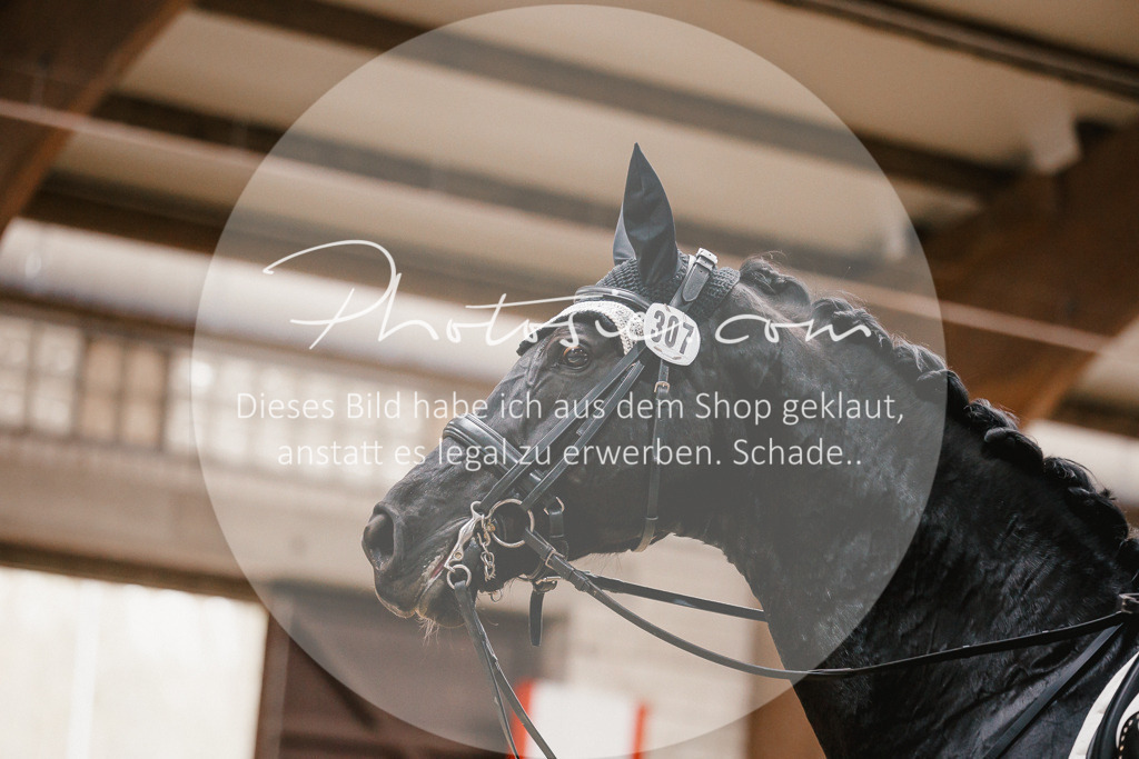 3I6A8368 | Stimmungsvolle Portraits und Reitsportfotografie im Ruhrgebiet und im Münsterland.

Pferdefotografie, Hundefotografie, Tierfotografie, Reportagen, Portraits von Tier und Mensch, Turnierfotografie in Bochum, Recklinghausen, Marl, Haltern am See, Dülmen.. - Realisiert mit Pictrs.com