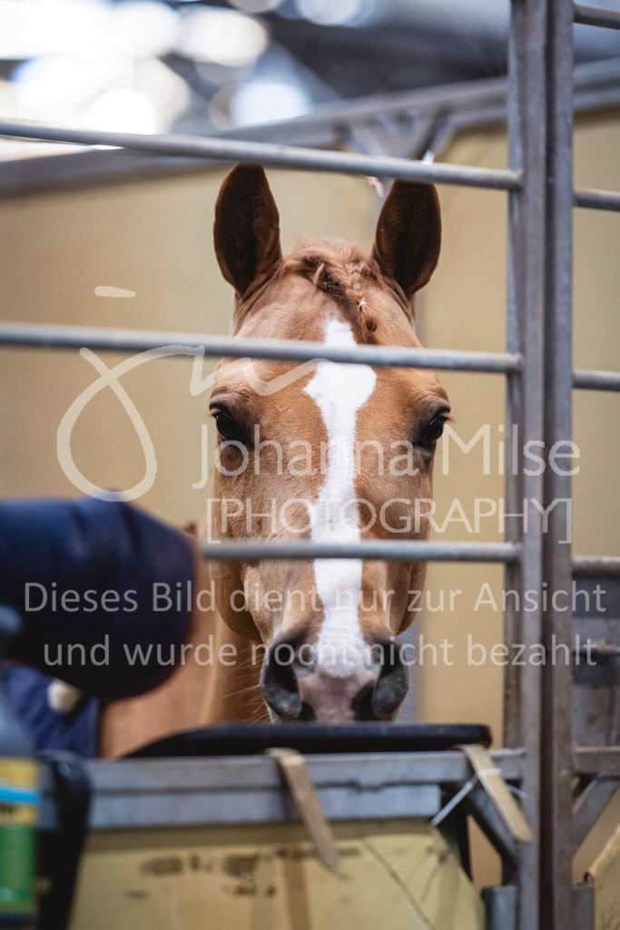 240119_Leipzig_PonyTrophy-500 | Deine schönsten Turniermomente als professionelle Fotos! Entdecke hochwertige Pferdesport-Fotografie im Online-Shop. Jetzt Fotos finden & bestellen!