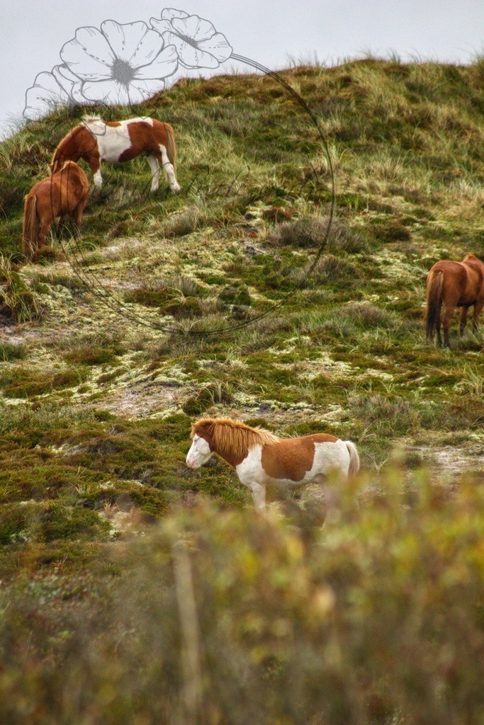 IMG_8403-01 | only.this.little.world - Realisiert mit Pictrs.com