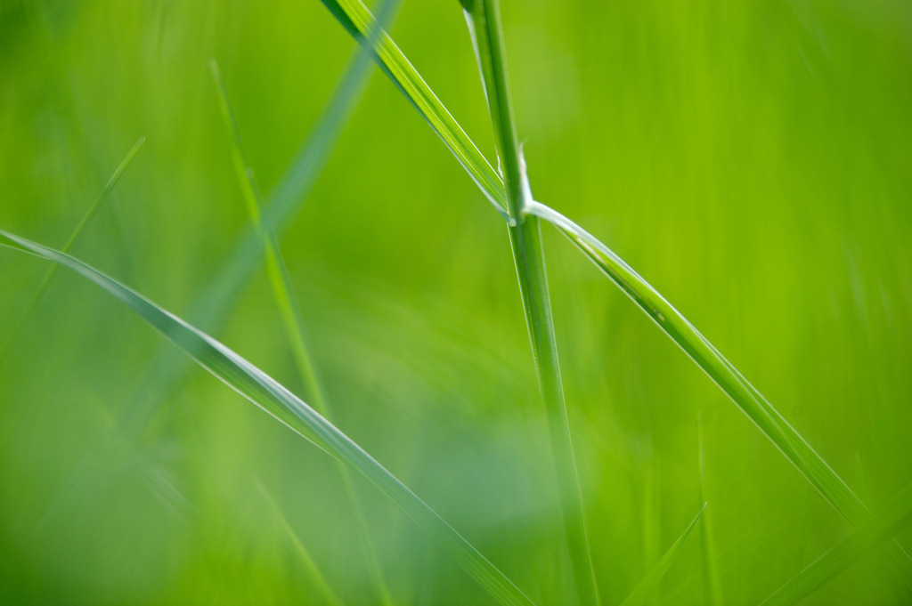 Grashalme | Pillichsdorf, Austria - May 15, 2012: Grashalme in der Wiese. - Realisiert mit Pictrs.com