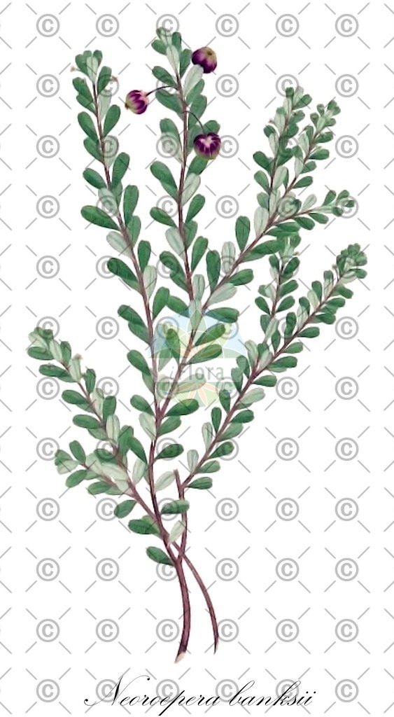 HistAbb_wfo-0000379501_1_ENZY_Simple | Historische Abbildung von Neoroepera banksii - Picrodendraceae | Historical Illustration of Neoroepera banksii - Picrodendraceae