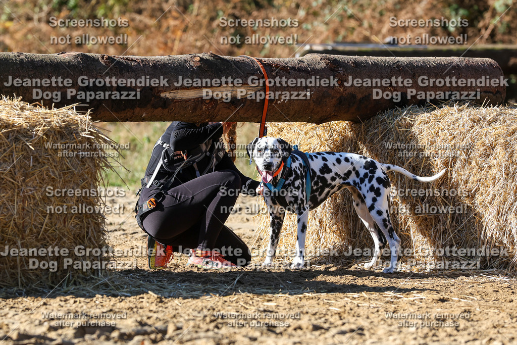 Dog Paparazzi - Strongdog 10-25-2764 | Dog Paparazzi Jeanette Grottendiek Fotografie & Videografie - Realisiert mit Pictrs.com