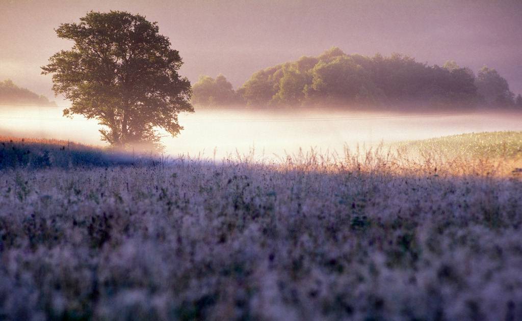 Morgennebel im Lafnitztal | Rohrbrunn, Austria: Morgennebel im Lafnitztal. - Realisiert mit Pictrs.com