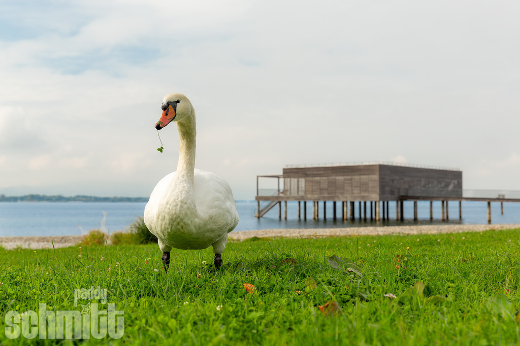 PS-Tiere-2026-27 | Entdecke die größte Bildgalerie der Region mit Fotografien aus dem Allgäu, der Bodenseeregion, Oberschwaben, dem Donautal und der Schwäbischen Alb. Landschaften, Luftaufnahmen und Reisefotografie als Wandbild und Fotokunst. - Realisiert mit Pictrs.com