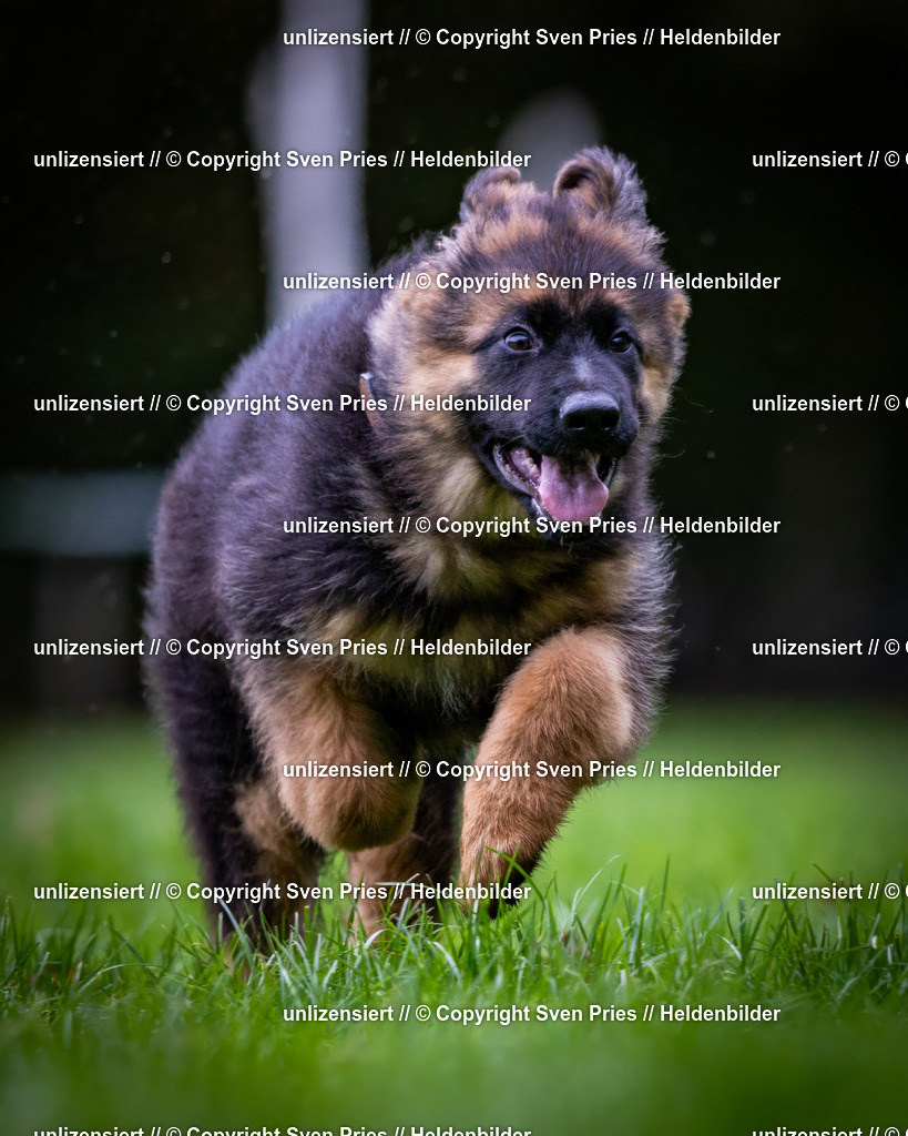 Sven Pries | 2024-10-19 - Hunderennen Ober-Grombach - Realisiert mit Pictrs.com