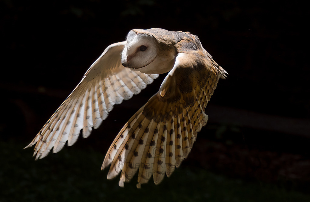 P1011026-Bearbeitet-2017-Bearbeitet-2017-LR | Natur im Moment - Realisiert mit Pictrs.com