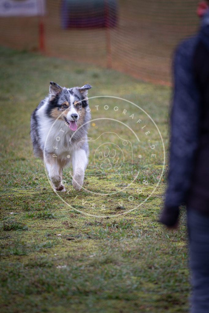 Pfotenfotografie_DV3A9527 | Hundefotografie, Tierfotograf, Pfotenfotografie, Fotoshooting Hund, Hunde Portrait, Hundesport, Hundeportraits, Heideshooting, Hunde, Sportfotograf, Hundefotograf, Turnierhundsport, THS,  - Realisiert mit Pictrs.com