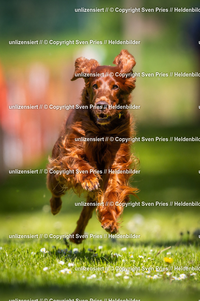 Hunderennen_April_2026_69 | 2026-04-26 - Hunderennen Baden-Oos April 2026 - Realisiert mit Pictrs.com