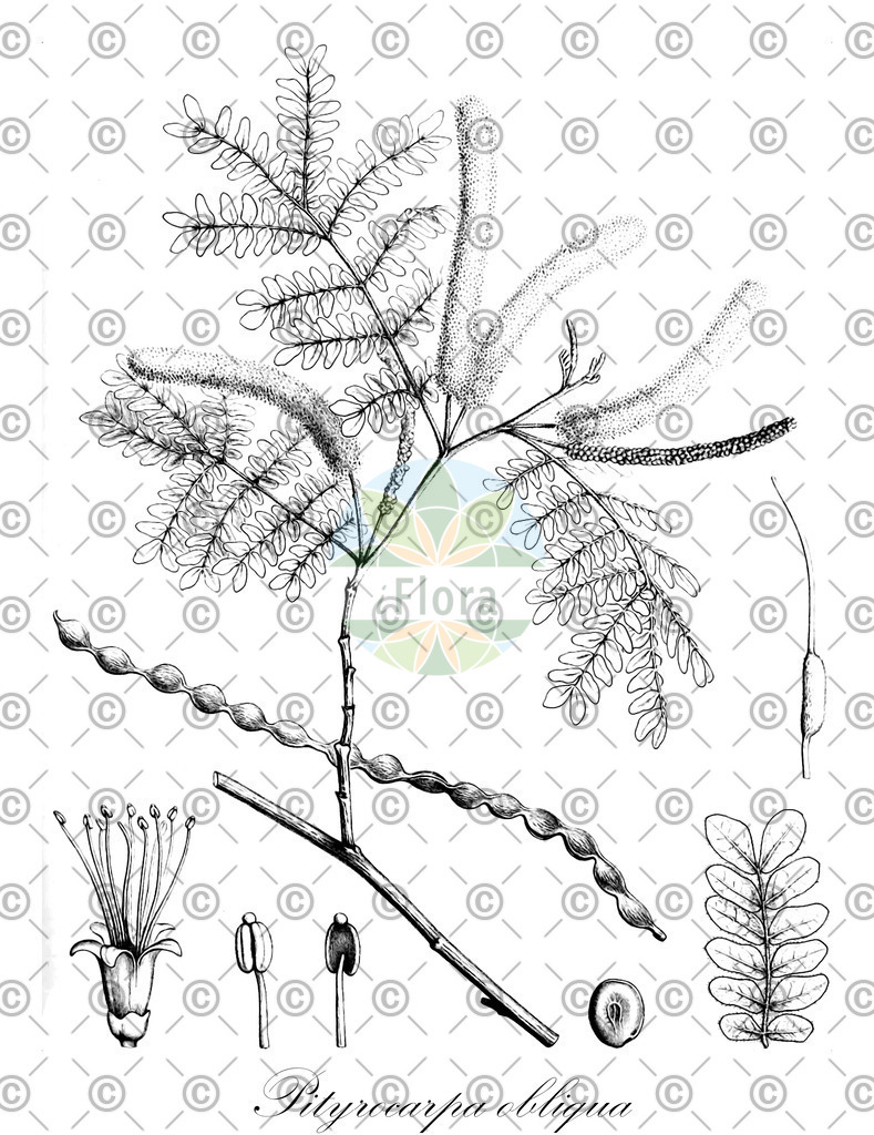 HistAbb_wfo-0000727027_1_ENZY_Simple | Historische Abbildung von Pityrocarpa obliqua - Fabaceae | Historical Illustration of Pityrocarpa obliqua - Fabaceae