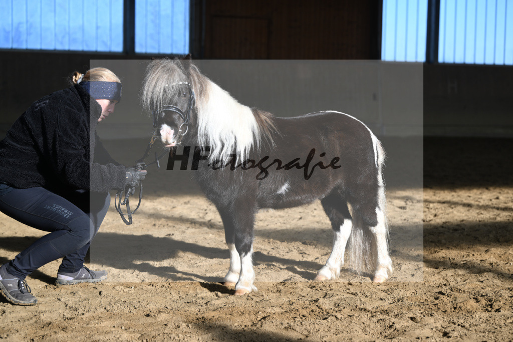 Kat-Nr. 11 SDH Bowies Painted Silver v. Rose Dancing Toreador_Gossing_49250404 | hf-fotografie - Realisiert mit Pictrs.com