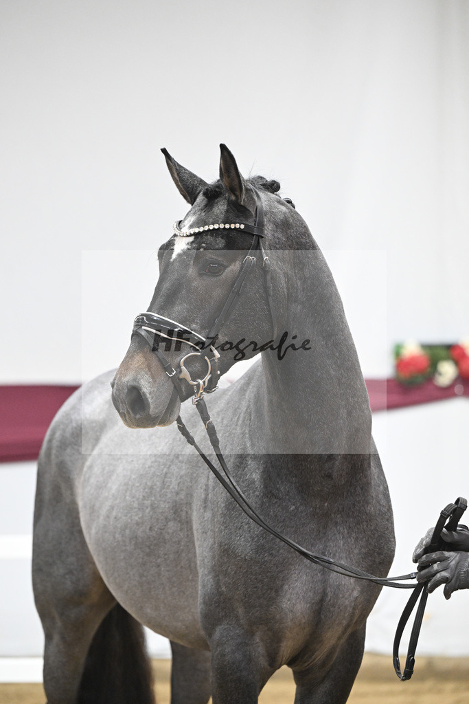 Kat-Nr. 95 Rob Roy vd Bisschop x Zambesi_Schulze Averdiek Sportpferde und Aufzucht GbR_47253088 | hf-fotografie - Realizzato con Pictrs.com