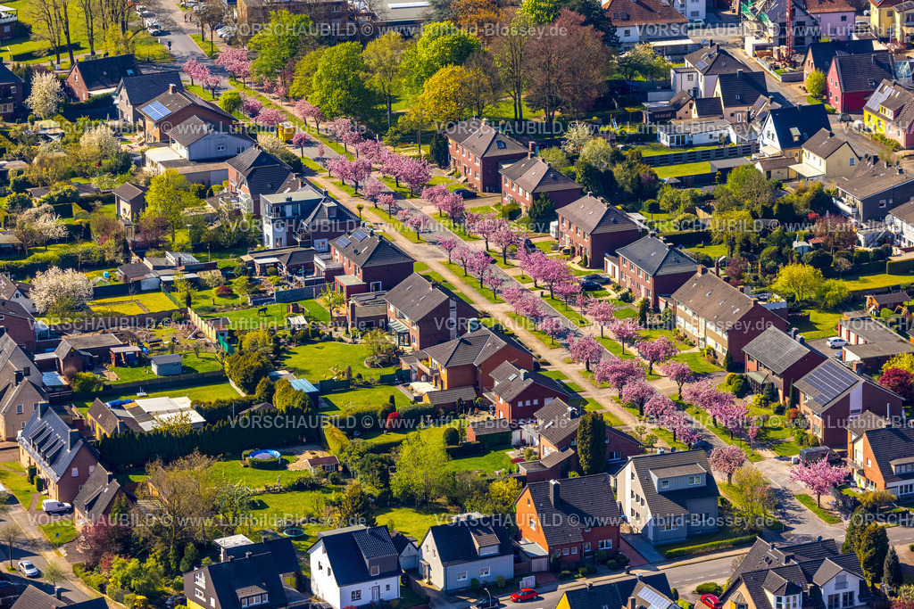 Hamm260400748Bockum-Hoevel | Luftbild, Kirschblüten Bäume, Carl-Goerdeler-Straße, Reihenhaus-Wohnsiedlung, Bockum-Hövel, Hamm, Ruhrgebiet, Nordrhein-Westfalen, Deutschland
