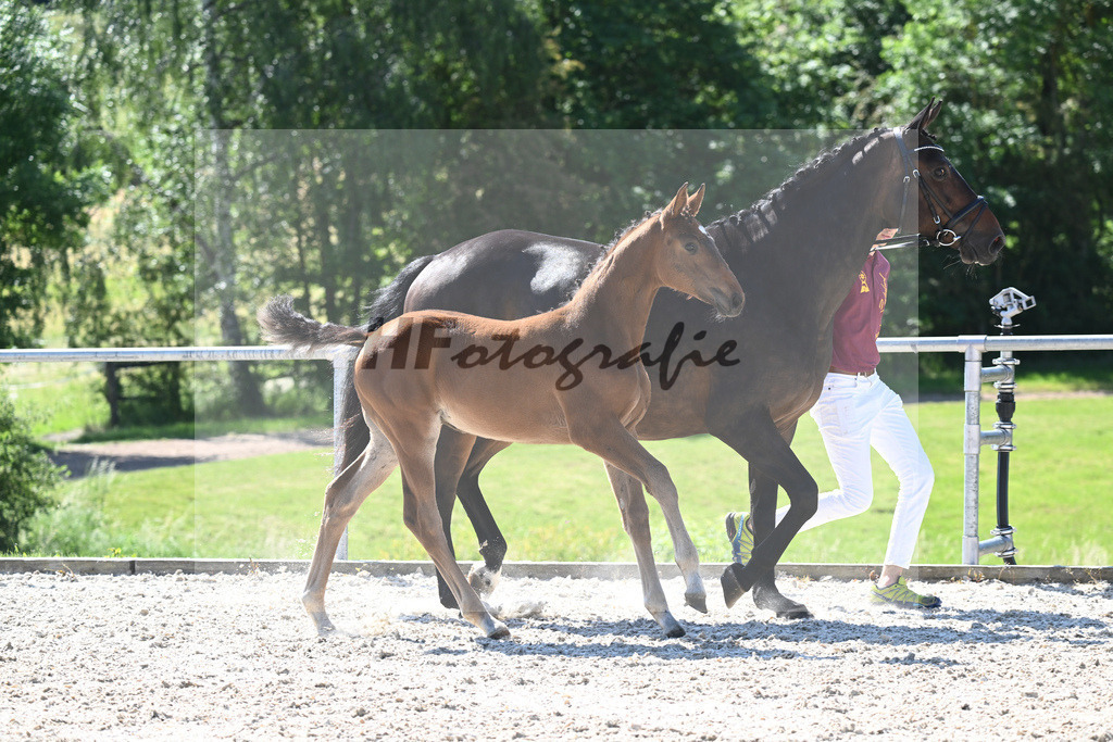 Kat-Nr. 6 SF Floricello_Ochs_16230143 | hf-fotografie - Realisiert mit Pictrs.com