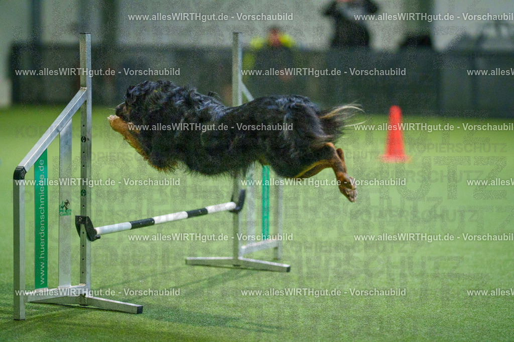 7R504008 | Professionelle Tierfotografie in Mönchengladbach von Daniel Wirth (allesWIRTHgut). Liebevolle & natürliche Bilder von Hunden & Katzen für unvergessliche Erinnerungen.