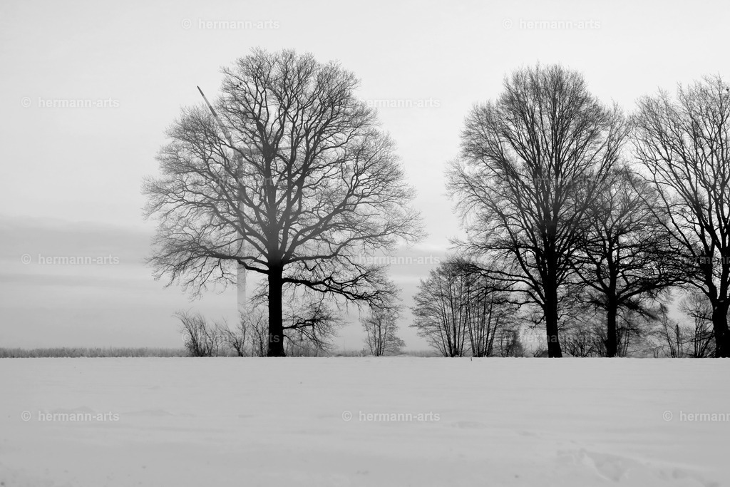 Trees_fine_Art_0026 | Photo Foto Kunst Art schwarzweiss Bilder Rheine Münster Berlin Blumen 