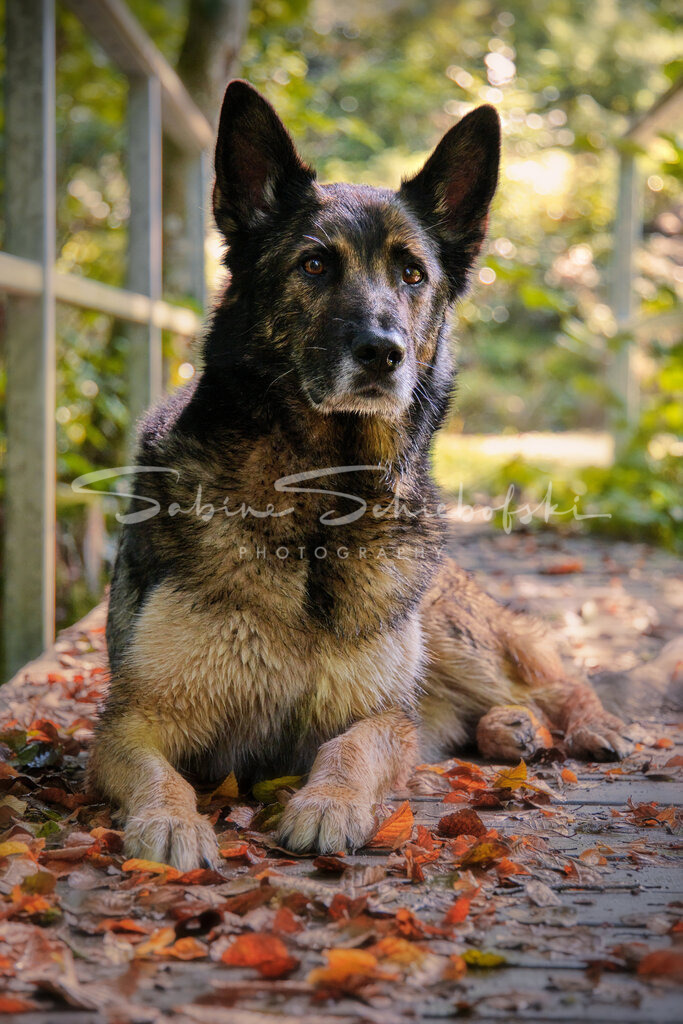 Flash_23-09-172023_09_17_DSCF1457_1 | People- und Tierfotografie, Imageaufnahmen, Veranstaltungsfotografie und Wandbilder aus der Natur ★ Made in Germany ✔️ Druck + Downloads ✔️ Naturfotografie in Top Qualität ★ schneller Versand, weltweite Lieferung! - Realisiert mit Pictrs.com