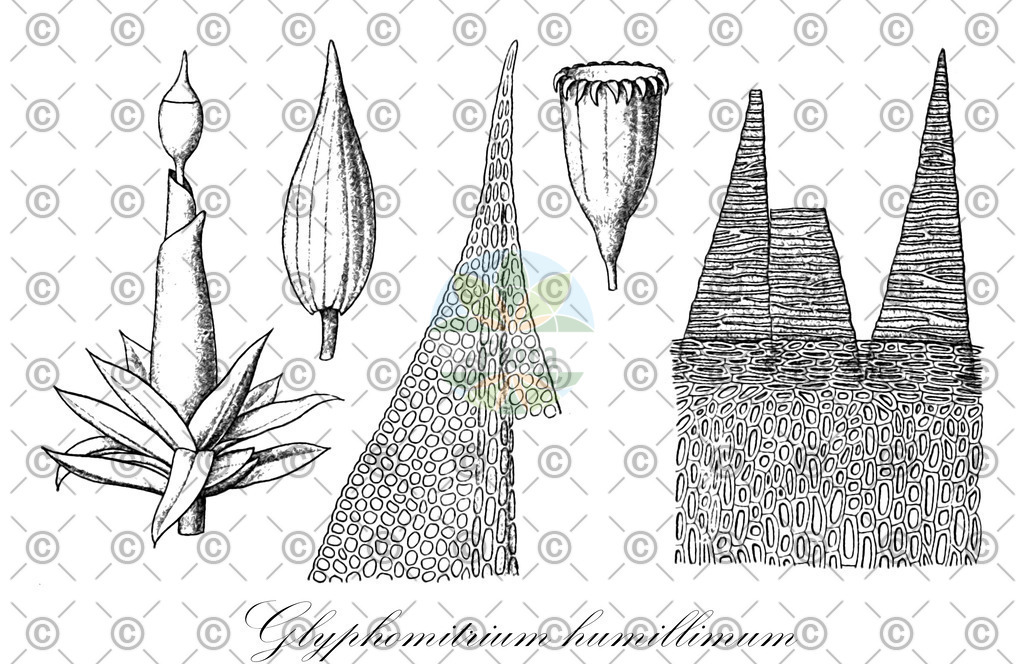 HistAbb_wfo-0000704675_1_ENZY_Simple | Historische Abbildung von Glyphomitrium humillimum - Rhabdoweisiaceae | Historical Illustration of Glyphomitrium humillimum - Rhabdoweisiaceae